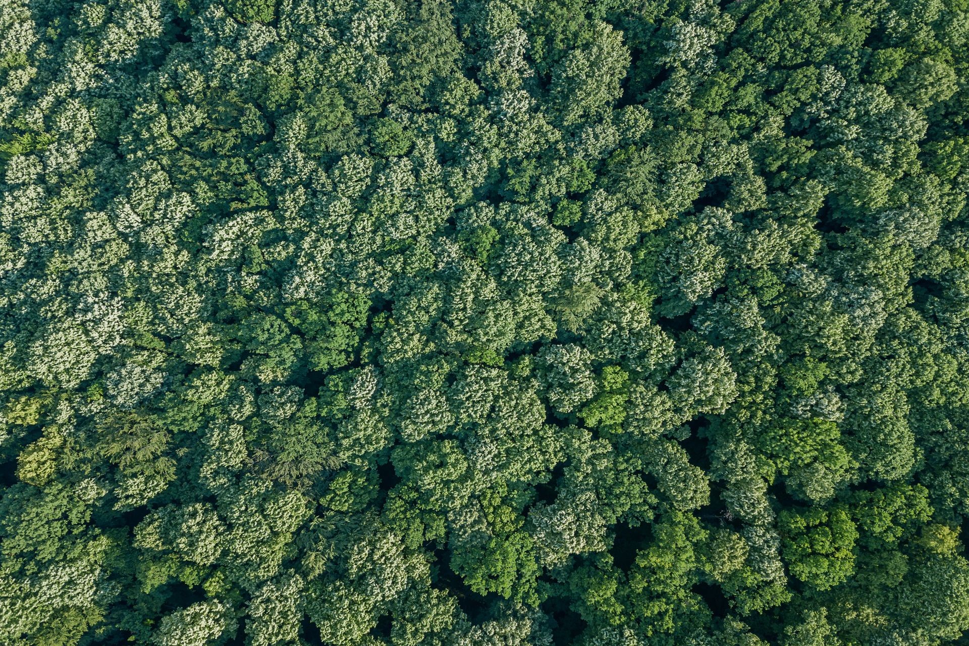 Aerial top view forest, Forest view from above.